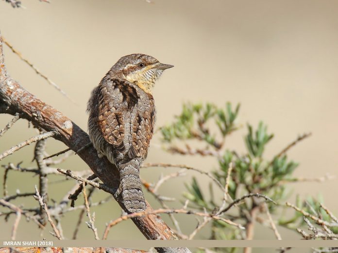Eurasian Wryneck is 16–17 cm in length, and 25–27 cm with wingspan.