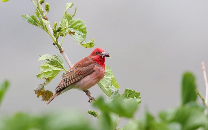 Common Rosefinch (Carpodacus erythrinus) is the only widespread rosefinch in Europe and Asia. Everyone is likely to be encountered this beautiful rosefinch in trees and bushes.