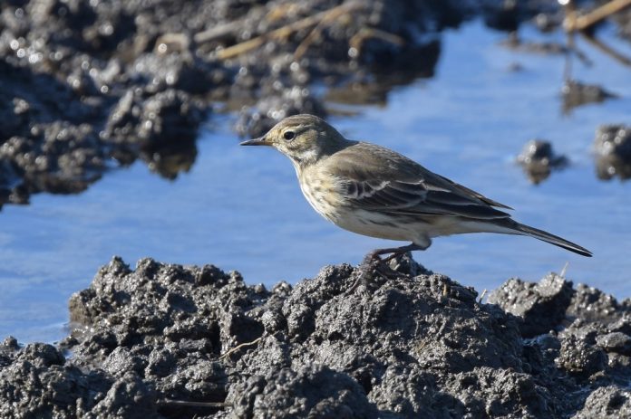 Formerly treated as nonspecific with Water Pipit under (Anthus spinoletta).