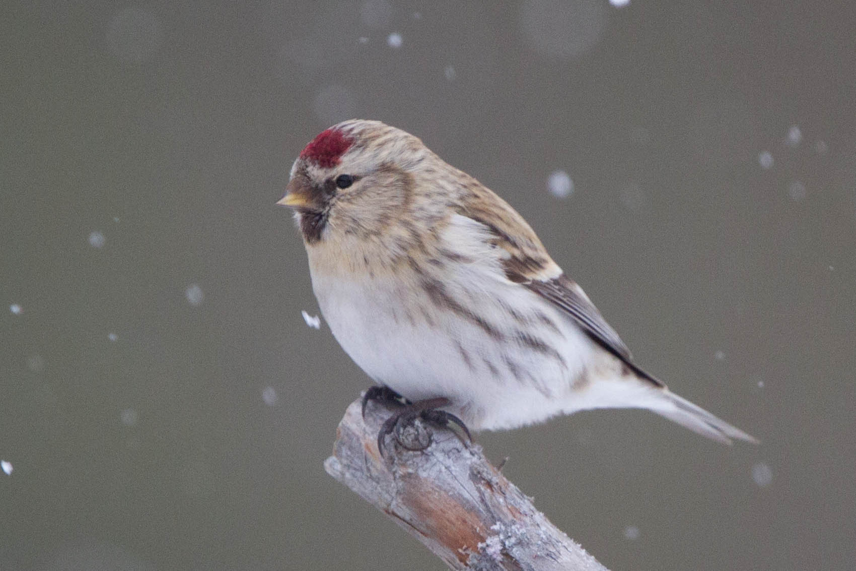 Arctic Redpoll is not uncommon. Breeds in arctic tundra scrub such as dwarf willows, birches, etc.