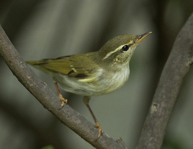 Arctic Warbler song is a characteristic, far-carrying, monotonous but fairly melodious rattle, recalling the main song phrase of Wood Lark with a touch of Lesser Whitethroat in tonal quality.