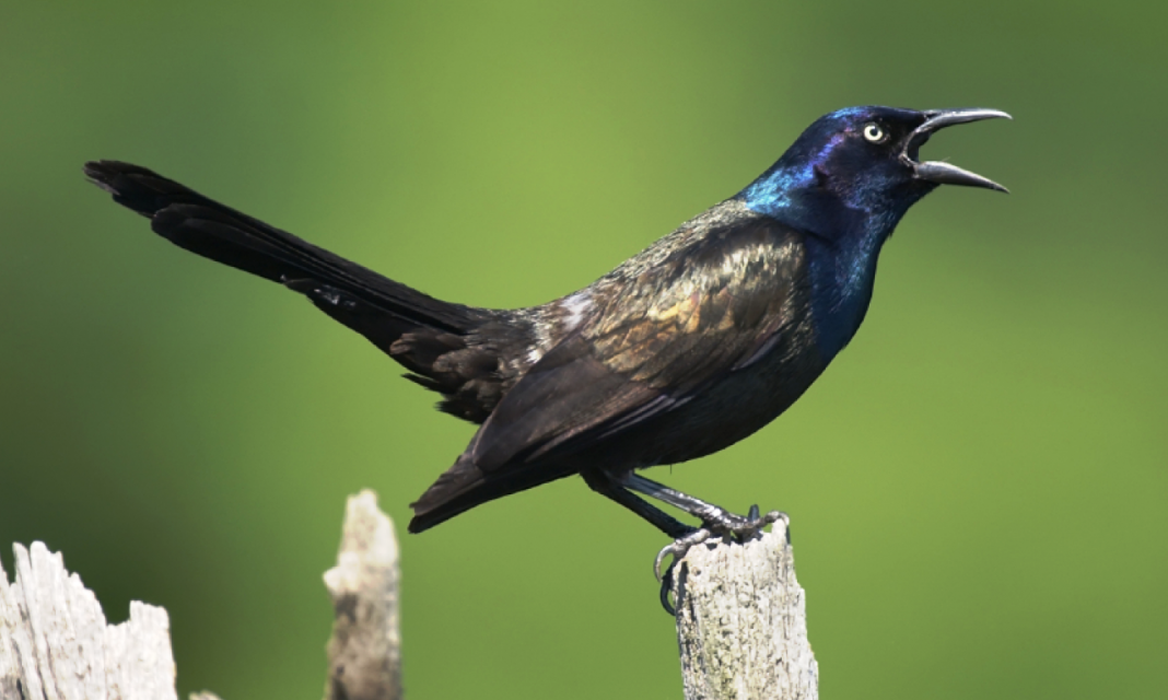 Траурный гракл (Quiscalus lugubris)