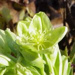 Helleborus lividus corsicus is an evergreen perennial Corsican hellebore. It is also known as Helleborus argutifolins