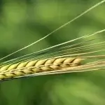Humanity has been availing the Benefits of Barley for centuries. Barley has been longer cultivated than any other cereal.