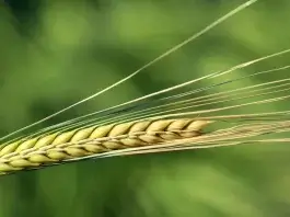 Humanity has been availing the Benefits of Barley for centuries. Barley has been longer cultivated than any other cereal.