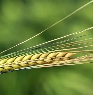 The Benefits of Barley Humanity has been availing the Benefits of Barley for centuries. Barley has been longer cultivated than any other cereal.