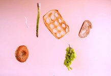 Everything You Need to Know About Meal Replacements Everything You Need to Know About Meal Replacements