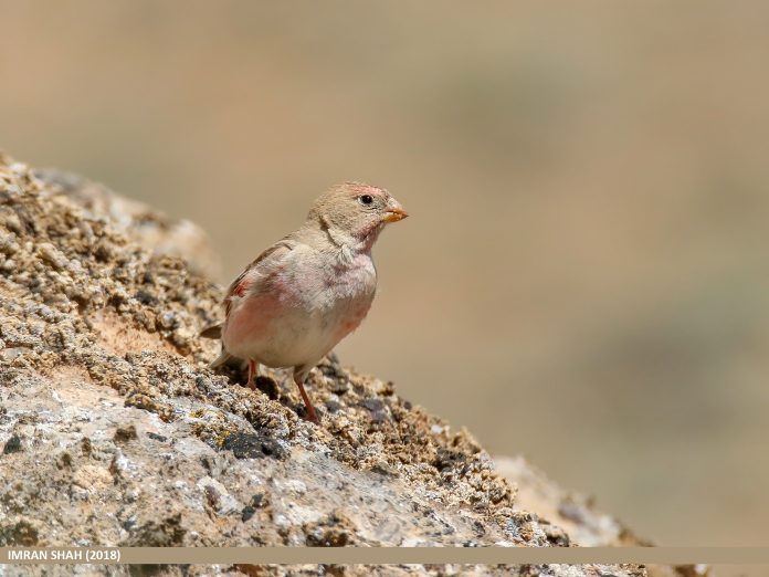This finch is a small, dumpy, fairly stout-billed finch of extreme Eastern Turkey and adjacent Armenia.