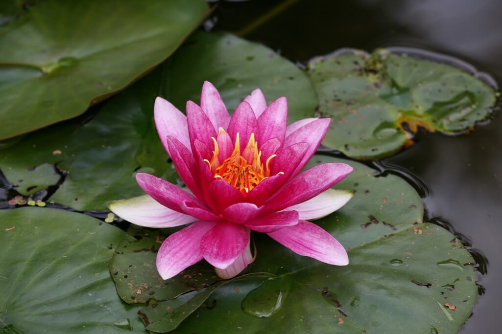 Nymphaea Hardy Hybrids (water Lily)