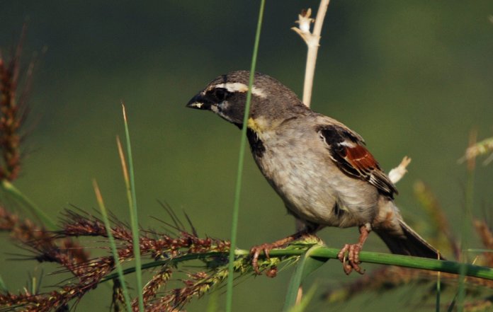 Dead Sea Sparrow is markedly smaller and daintier than House or Spanish Sparrows, with smaller bills and shorter wings.