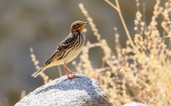 The Red-throated pipit (Anthus cervinus) size is about 14-15 cm in length.