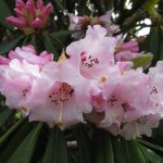Rhododendron calophytum is a species of flowering plant in the family Ericaceae.