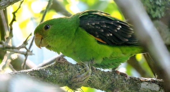 Spot-winged Parrotlet (Touit stictopterus) is chunky bird of 16-17cm in is a species of parrot in the family Psittacidae.