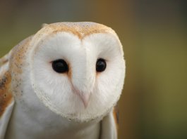THE Masked Owl (Tyto novaehollandiae) looks like a big, heavy Barn Owl. It roosts in the same places