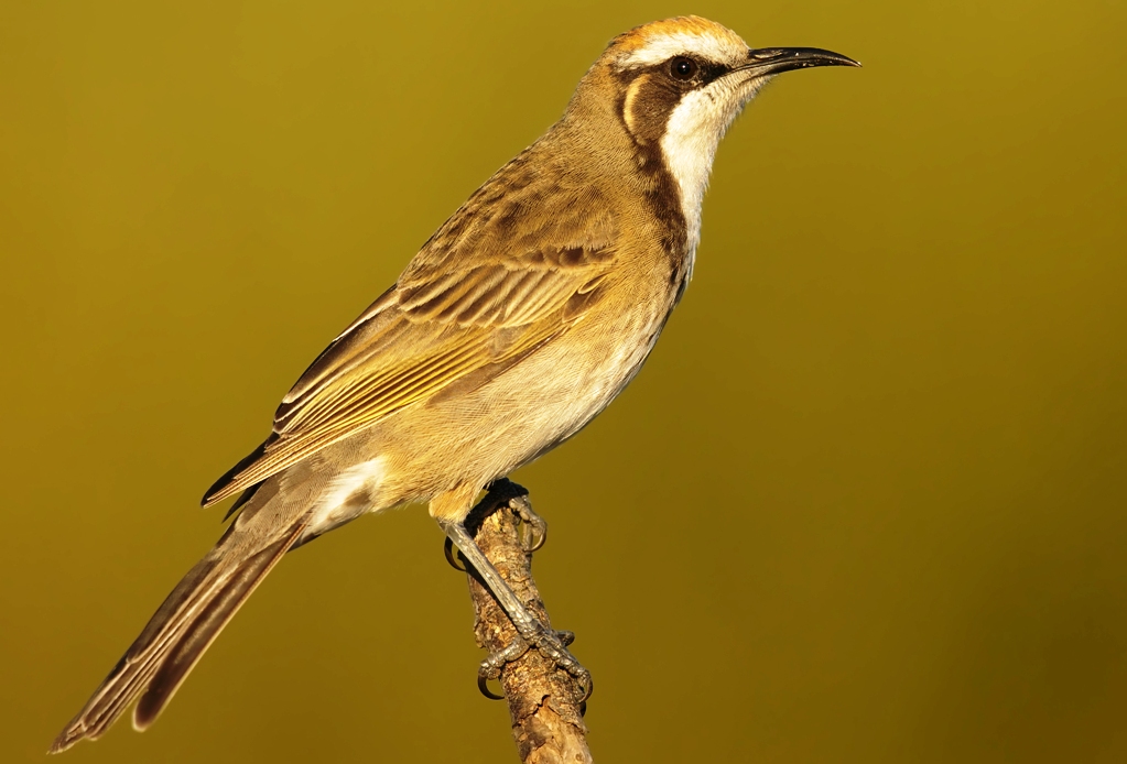 The Tawny-crowned Honeyeaters ‘Phylidonyris rnelanops’ is a passerine bird native to Southern Australia.
