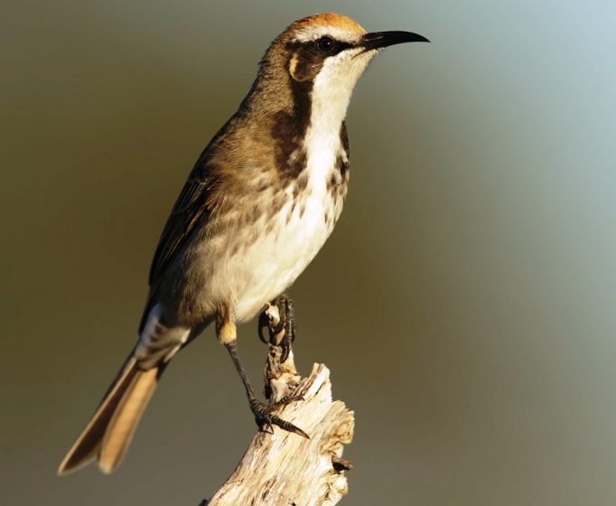 Tawny-crowned Honeyeater song is introduced by call and developing into a series of run-together rich metallic trilled whistles