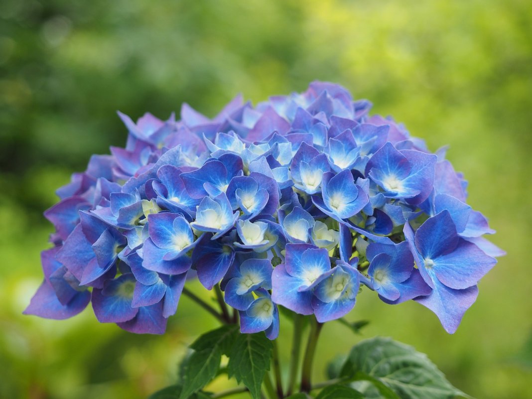 Hydrangea macrophylla