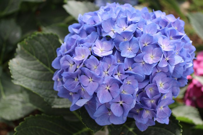 The deciduous shrub growing to 7 ft tall by 8 ft broad blue flowers comes in the autumn and summer.