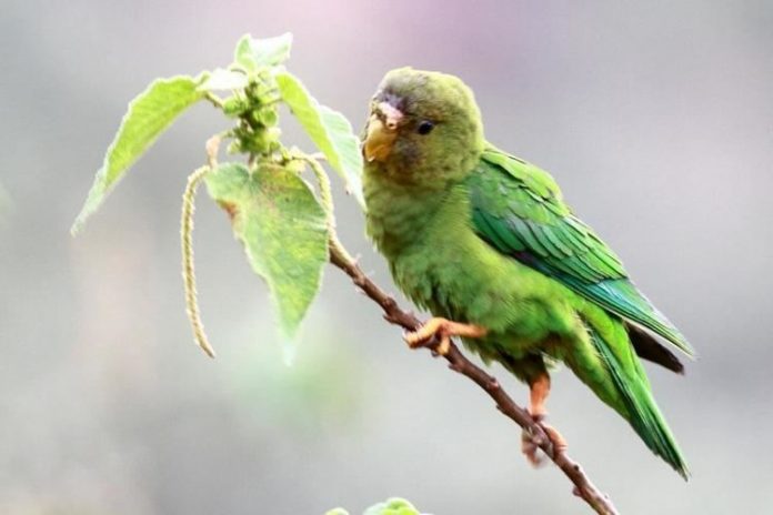 Andea Parakeet call is chattering dy-dy-dy-dy-gy, dy-dy-dy-dy-gy, a series of gurk notes, repeated chiteeet- teeet, chi-teeet-teeet, rolling rrueetee, rrueetee.