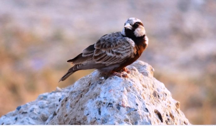 The male is distinguished by having a black and white face pattern, however, the female is sandy brown just like the house sparrow.