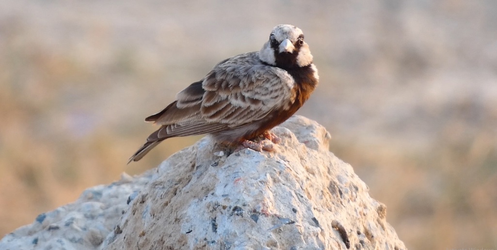 This bird is also known as Ashy-crowned Finch Lark, Ashy crowned Sparrow Lark, Black-bellied Sparrow-Lark.
