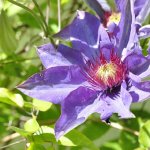 'Jackmanti Superba' is a clematis for a pillar, pergola, or porch where air circulates freely; without this, the plant may suffer from mildew.