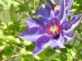 'Jackmanti Superba' is a clematis for a pillar, pergola, or porch where air circulates freely; without this, the plant may suffer from mildew.