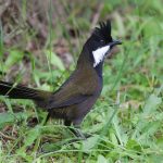 The Eastern Whipbird is an insectivorous passerine bird that is a recognizable sound in forests of eastern Australia.