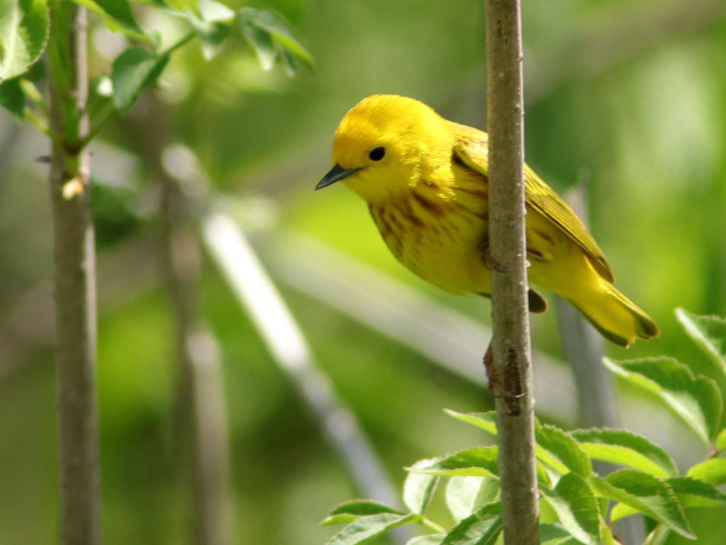 Yellow Warbler (Setophaga petechia) is a transatlantic vagrant. As the name hint, a very yellow bird with vibrant bright yellow on face and underparts