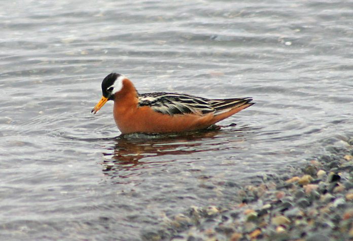 The summer plumage is highly characteristic, with full underparts chestnut-red and contrasting with a white face.