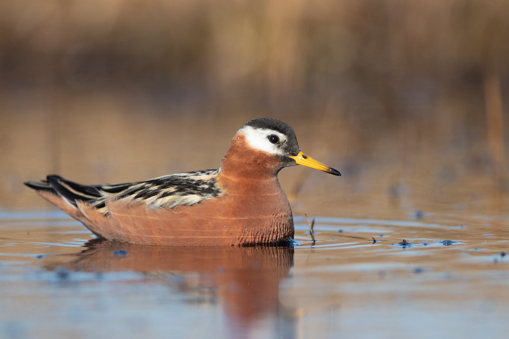 Red Phalarope (Phalaropus fulicaria) is seen primarily along Atlantic seaboard. This is a rather larger, chunkier and moderately larger-headed than Red-necked, with distinctly thicker and more angular bill at all seasons.