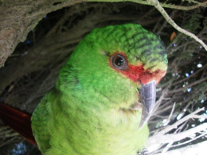 Slender-billed conure is endemic to Chile and it can be found in Chiloé National Park, Chiloé, and Cerro Ñielol National Park,