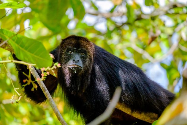 Black Howler Monkeys of Belize