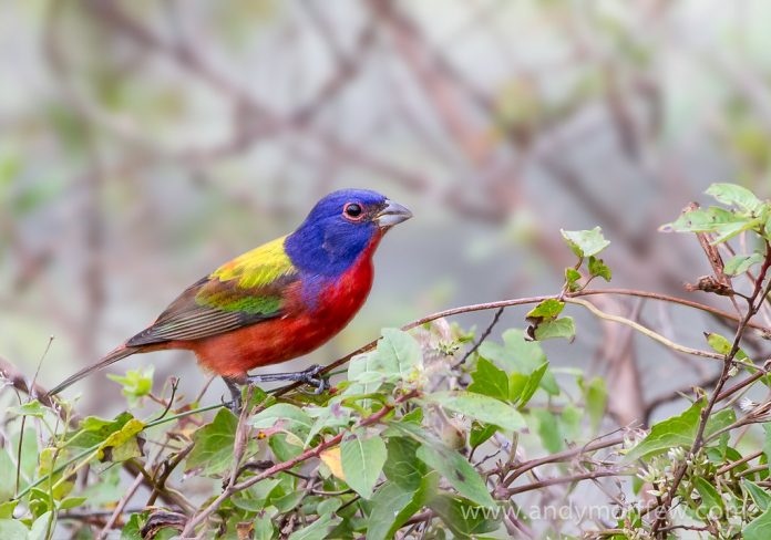 Painted bunting song is a rich, varied, high-pitched, musical series of sweet notes (thinner and sweeter than the song of Lazuli Bunting).