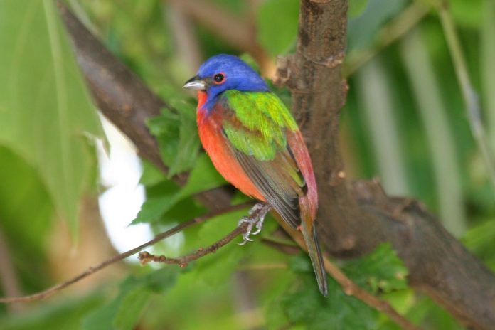 Painted bunting calls include a sharp ‘chip’ or ‘chirp’.