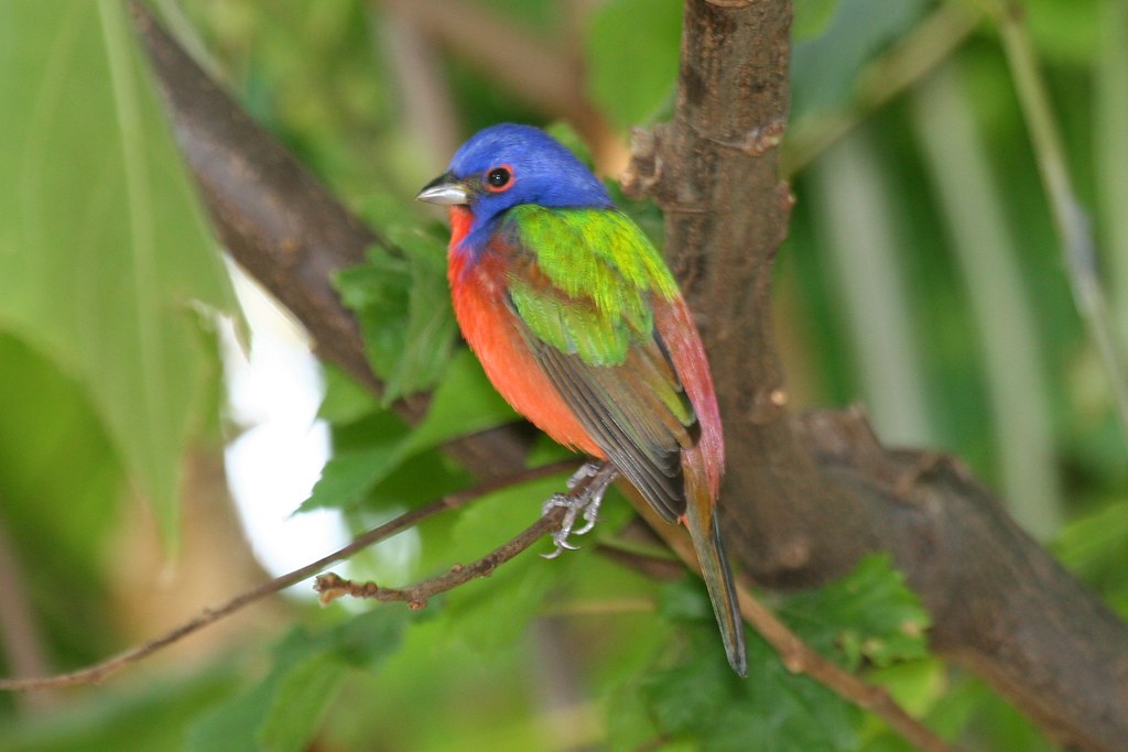 Painted Bunting Songs