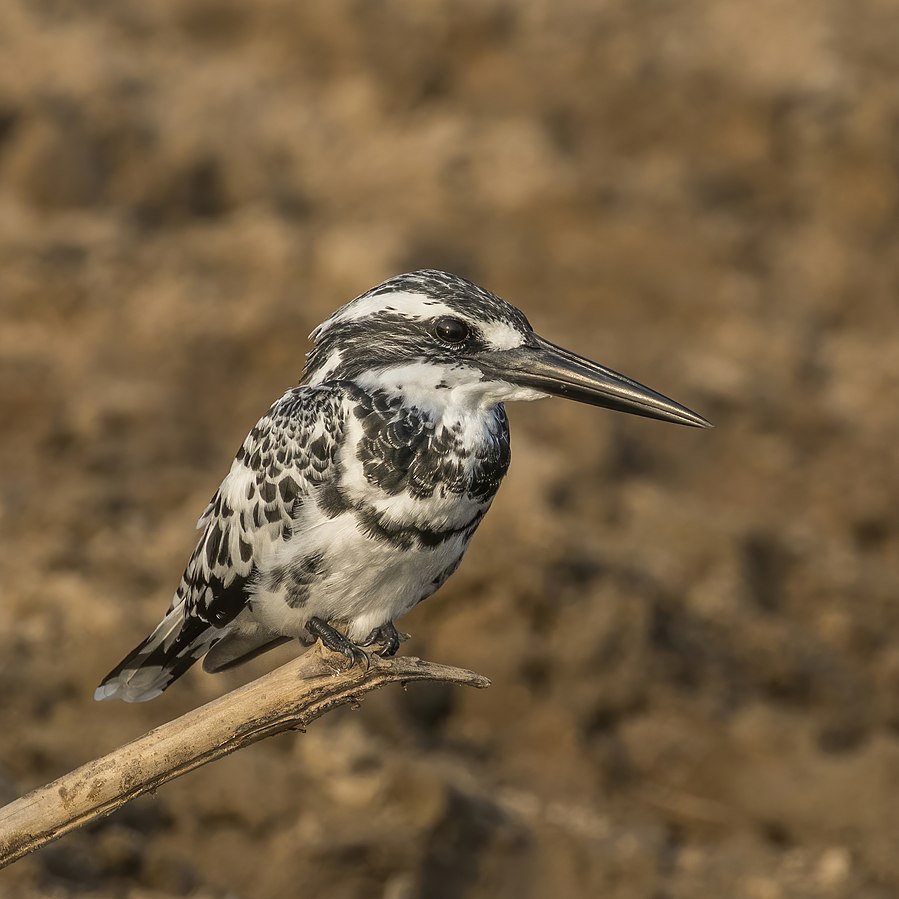 Pied Kingfisher is a large kingfisher of Egypt, South Asia, the Middle East, and Turkey. The birds do not migrate except for short-distance movements.