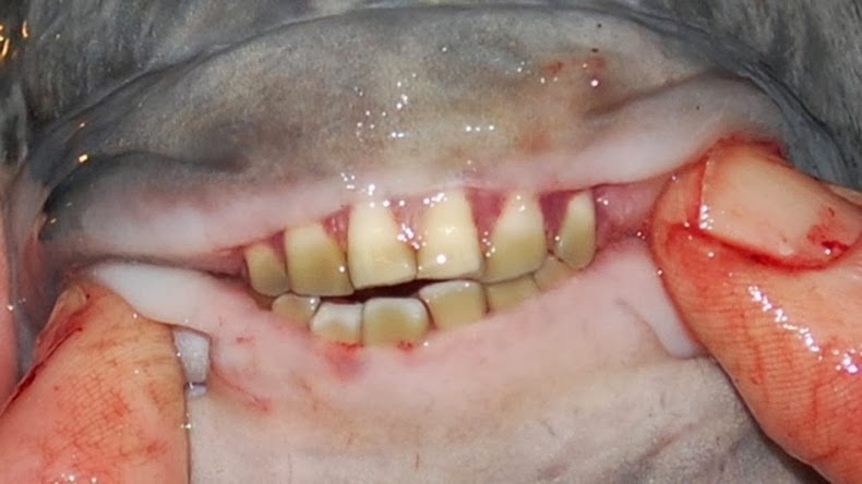 Pacu Fish with Human Teeth is a freshwater fish found in rivers and streams in Amazon river in Brazil and Orinoco river basins of lowland Amazonia.