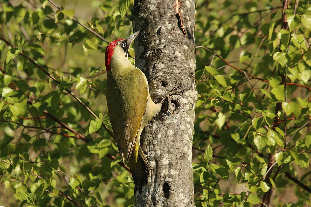 EUROPEAN GREEN WOODPECKER is a large woodpecker that is the most widespread green-type species in the European region.