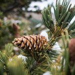 Did you know that the limber pine cone is one of the longest cones in the world? It can grow up to 18 inches long!