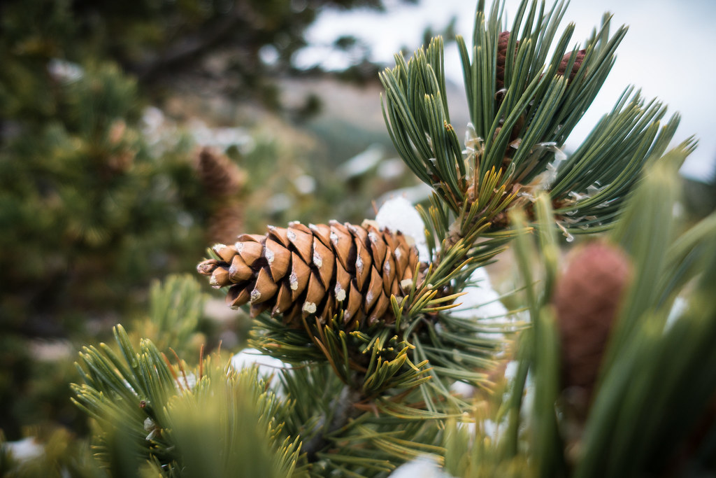 Did you know that the limber pine cone is one of the longest cones in the world? It can grow up to 18 inches long!