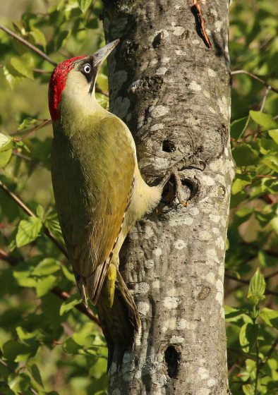 EUROPEAN GREEN WOODPECKER is a common bird In addition to mapped range, formerly bred Sicily. Its natural habitats are Forest (with edges and clearings), open woodland, groves,