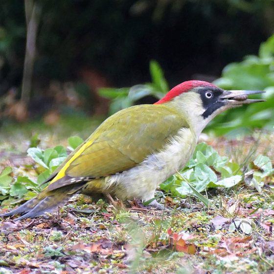 EUROPEAN GREEN WOODPECKER advertising call is really loud, well-known ‘yaffle’, a full-throated, laughing ‘kleu-kleu-kleu-kleu-kleukleu’,