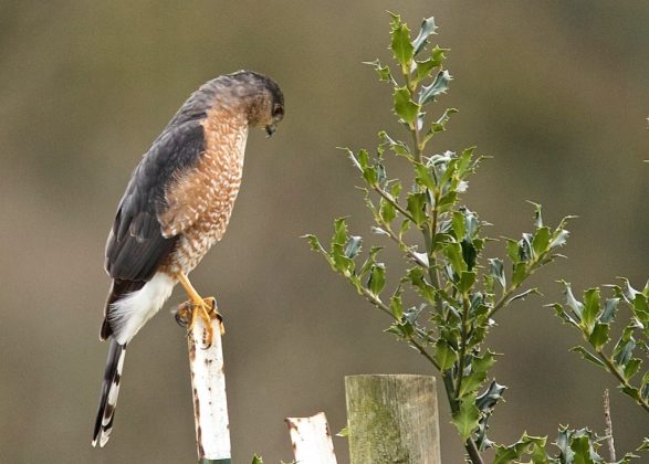 Cooper's Hawk Bird Facts