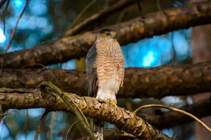 Coopers Hawk Bird Facts - Cooper's hawk call is weet weet weeee twer-r-r-t chek whew whew. The most popular call they make, however, is a whistled pee peeoo. 
