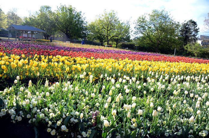 So if you're looking for a fun and festive way to spend your spring, be sure to check out Floriade Canberra.