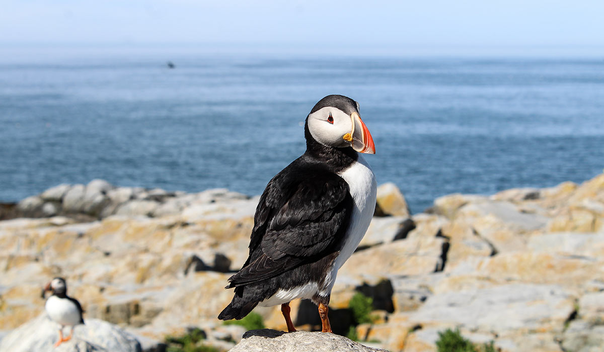 Machias Seal Island Disputed isolated place in the eastern United States