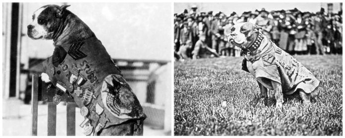 Sergeant Stubby is the most decorated war dog in American history served with the 102nd Infantry Regiment of the 26th "Yankee" Division in WW1.