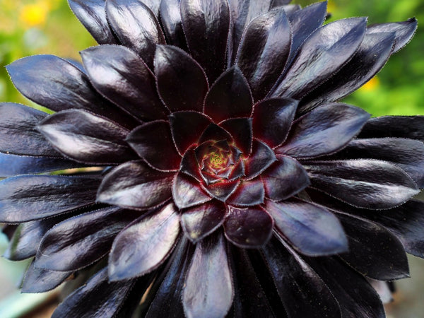 How Do You Take Care of Black Succulents? When it comes to watering, black-colored succulents will thrive following the soak and dry method.