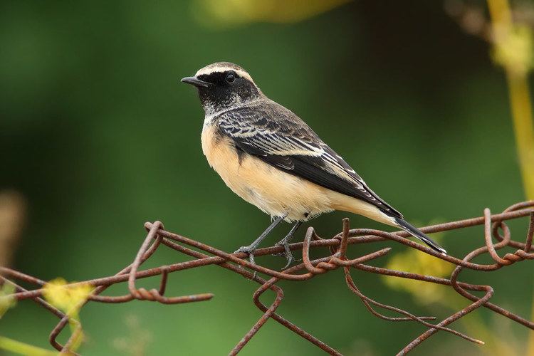 Cyprus Wheatear is the smallest wheatear in the European region. It is smaller than Pied (wing 82–88 mm, as against 90–99 mm in Pied) and all plumages (except juvenile) are extraordinarily similar and male-like.